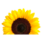 Health Products For You logo