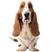 Hush Puppies AU logo